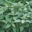 333600-horapha-basilicum-queenette