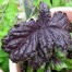 333641-basilicum-red-lettuce-leaved-red-lizzy