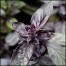 333740-basilicum-red-shiraz