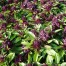 333800-basilicum-siam-queen