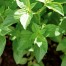333830-basilicum-sweet-thai-lime