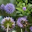 335350-blauwe-knoop