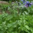 338005-borage-gewone-blauwe