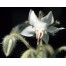 338050-borage-bianca
