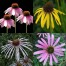 343190-echinacea