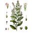 345045-gezwollen-lobelia