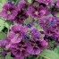347000-kaasjeskruid-groot-mauritiana