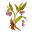 361200-smeerwortel
