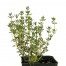 363010-tijm-echte-zomer-summer