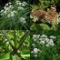367990-waterhennep