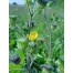 390960-jute-chinese