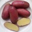 408694-aardappels-rosara