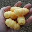 409172-oca-zoetewei