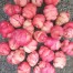 409174-oca-zoetewei-pink
