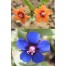 503800-anagallis-arvensis-mixed