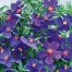 503960-anagallis-foemina