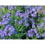 504000-anchusa-capensis-blue-angel