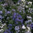 504100-anchusa-capensis-dwarf-mixed