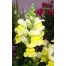 504420-antirrhinum-majus-maximum-canary-bird