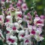 504425-antirrhinum-majus-maximum-lucky-lips