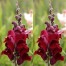 504436-antirrhinum-majus-maximum-ruby-red