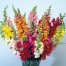504500-antirrhinum-majus-maximum-mixture