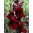 504660-antirrhinum-majus-nanum-black-prince
