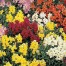 504700-antirrhinum-majus-nanum-rust-resistant