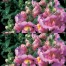 504760-antirrhinum-majus-pumilum-kimosy-delicate-rose