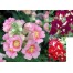 504840-antirrhinum-majus-nanum-sachmo