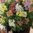 504850-antirrhinum-majus-pumilum-reminiscent-mixed-f1-hybride