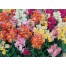 504860-antirrhinum-majus-pumilum-tom-thumb