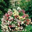 504900-antirrhinum-pendula-multiflorum-lampion-f1