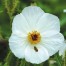 505450-argemone-platyceras