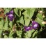 505700-asarina-scandens-blue-tints-joan-loraine