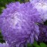 506250-aster-chinensis-duchess-blue-ice