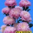 506300-aster-chinensis-garden-jewel