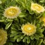 506350-aster-chinensis-hulk