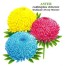 506500-aster-chinensis-peony-truffaunt-melange-giant-mum