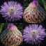 511950-centaurea-americana