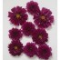 514702-cosmos-bipinnatus-double-click-cranberries