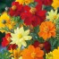515060-cosmos-sulphureus-ladybird-mixed-carpet-formula-mixture