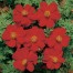 515070-cosmos-sulphureus-ladybird-scarlet-carpet-red