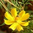 515080-cosmos-sulphureus-lemon-twist-carpet-lemon