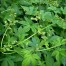 525600-humulus-japonicus