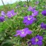 536100-legousia-speculum-veneris