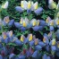 538130-lupinus-mutabilis-var-cruickshankii-sunrise