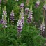538180-lupinus-hartwegii-avalune-lilac