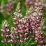 538185-lupinus-hartwegii-avalune-red-white