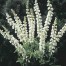 538250-lupinus-hartwegii-biancaneve